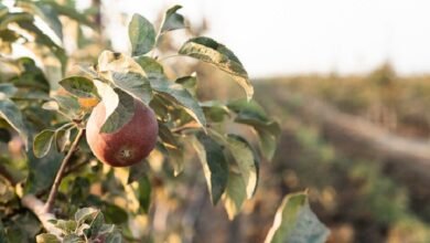 Brouwer fruit - kersen verkoop