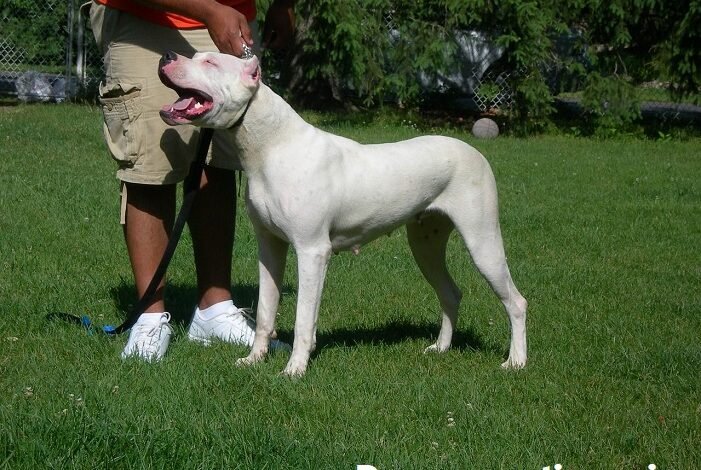 dogo argentino price