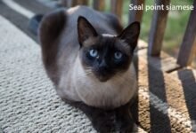 seal point siamese