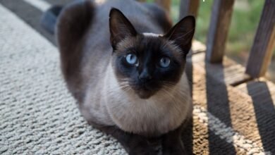 seal point siamese